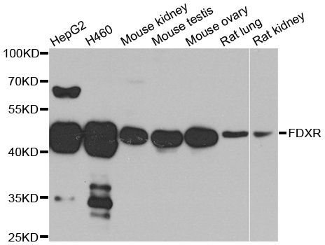 Western blot - FDXR antibody (144-03860)