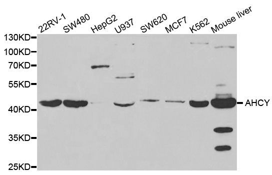 Western blot - AHCY antibody (144-05300)