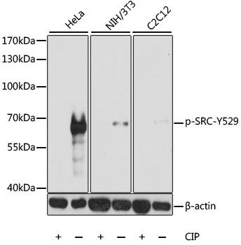 Western blot - Phospho-SRC-Y529 antibody (144-61493)