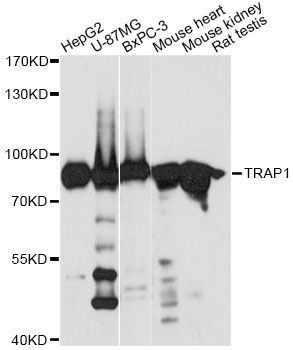 Western blot - TRAP1 antibody (144-61387)