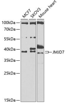 Western blot