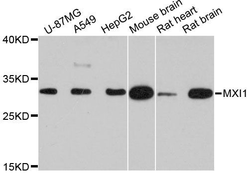 Western blot - MXI1 antibody (144-012098)