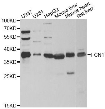 Western blot - FCN1 antibody (144-06587)