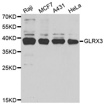 Western blot - GLRX3 Polyclonal Antibody (144-05892)