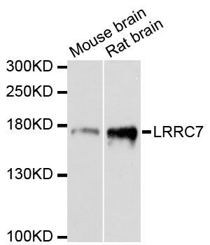 Western blot - LRRC7 antibody (144-60194)