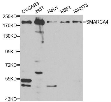 Western blot - SMARCA4 antibody (144-02117)
