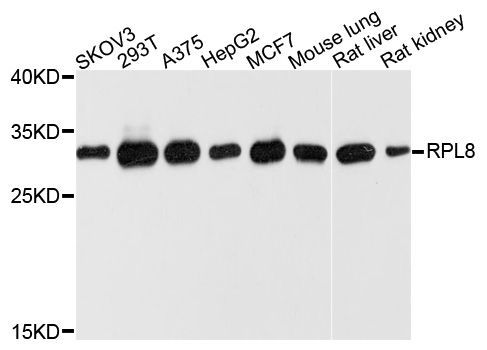 Western blot - RPL8 Polyclonal Antibody (144-010042)