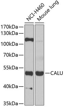 Western blot