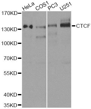 Western blot - CTCF Polyclonal Antibody (144-01133)