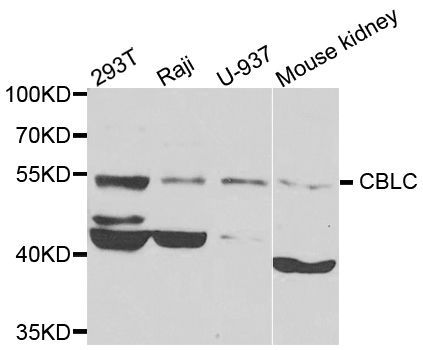 Western blot - CBLC antibody (144-07789)