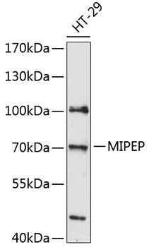 Western blot
