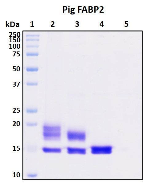 SDS-PAGE