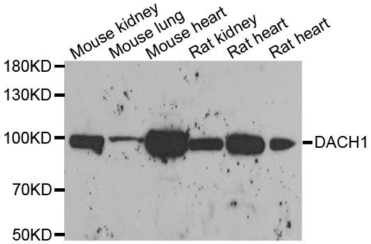 Western blot - DACH1 antibody (144-06895)