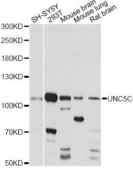 Western blot - UNC5C antibody (144-014809)