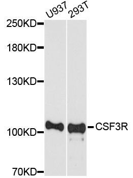 Western blot - CSF3R antibody (144-07661)