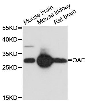 Western blot - OAF antibody (144-60236)