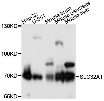 Western blot - SLC32A1 Polyclonal Antibody (144-12610)