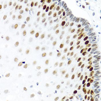 Immunohistochemistry - KHDRBS2 antibody (144-06102)