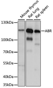 Western blot