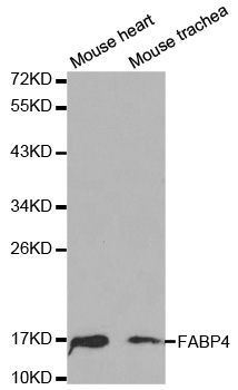 Western blot - FABP4 Polyclonal Antibody (144-00232)