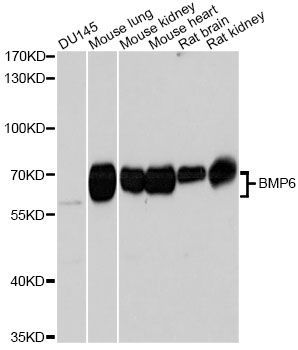 Western blot - BMP6 Polyclonal Antibody (144-08333)