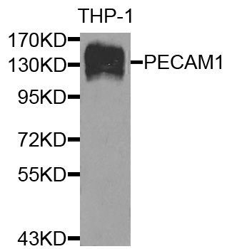 Western blot - PECAM1 antibody (144-02104)