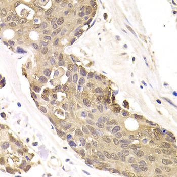 Immunohistochemistry - FKBP4 Polyclonal Antibody (144-05643)