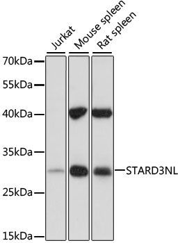 Western blot