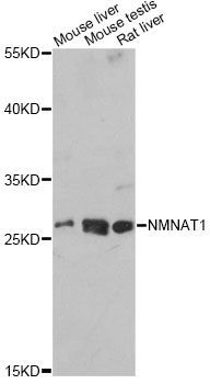 Western blot - NMNAT1 antibody (144-61439)