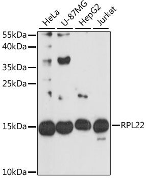 Western blot - RPL22 antibody (144-09202)