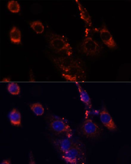 Immunofluorescence - MTOR antibody (144-11355)
