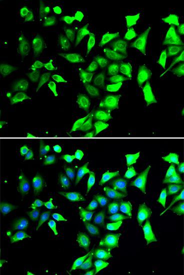 Immunofluorescence - FKBP8 antibody (144-07085)