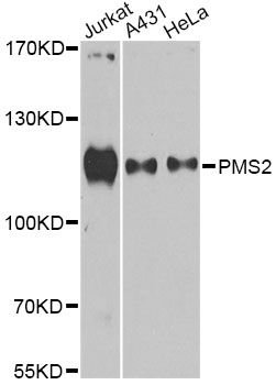 Western blot - PMS2 antibody (144-60442)