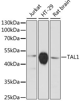 Western blot - TAL1 antibody (144-12927)
