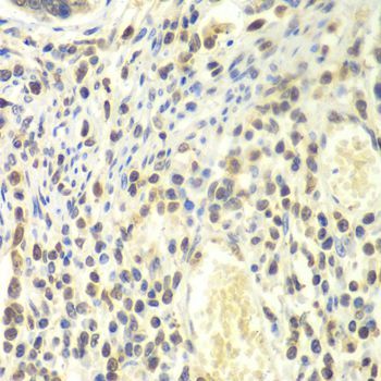 Immunohistochemistry - PSMA4 antibody (144-60380)