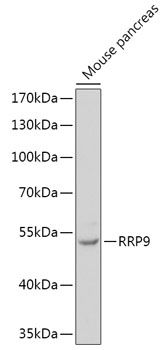 Western blot