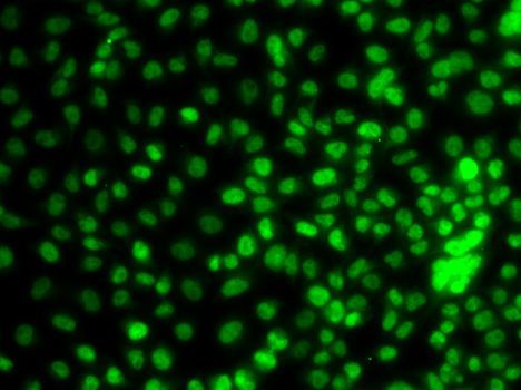 Immunofluorescence - KLF9 Polyclonal Antibody (144-07196)