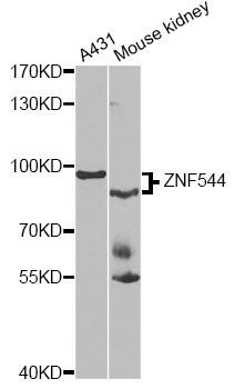 Western blot - ZNF544 antibody (144-07366)