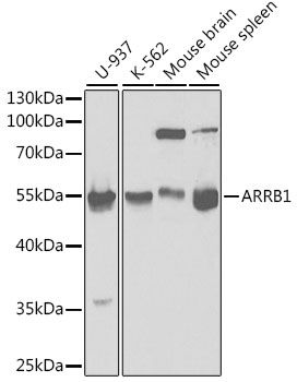 Western blot - ARRB1 Polyclonal Antibody (144-00998)