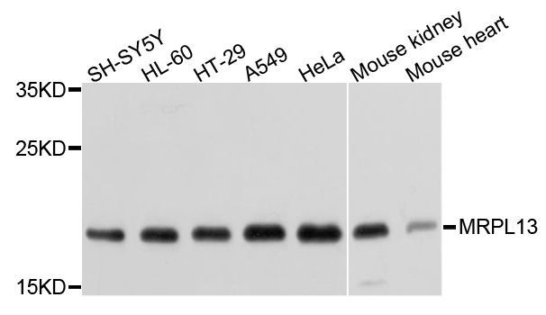 Western blot - MRPL13 Polyclonal Antibody (144-05979)