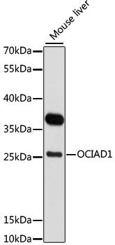 Western blot - OCIAD1 antibody (144-011630)