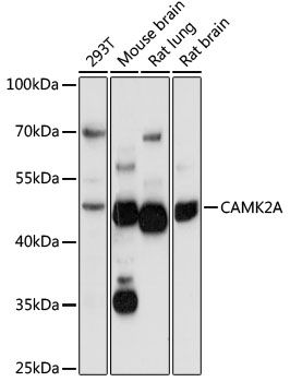 Western blot