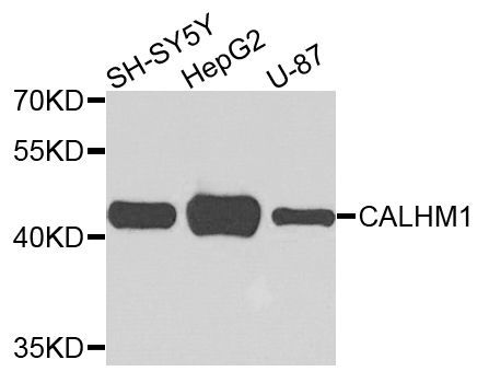 Western blot - CALHM1 antibody (144-07858)