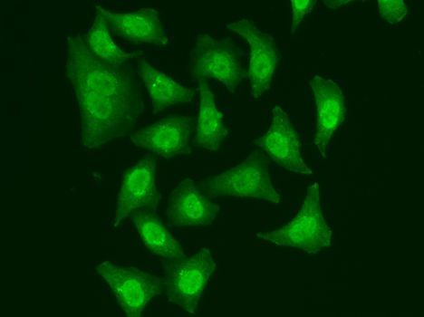 Immunofluorescence - CDC5L antibody (144-05560)