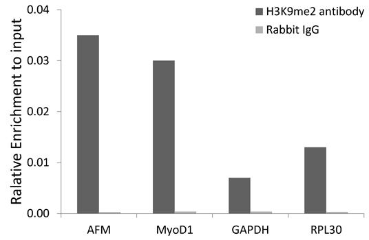 Chromatin immunoprecipitation - DiMethyl-Histone H3-K9 antibody (144-02359)
