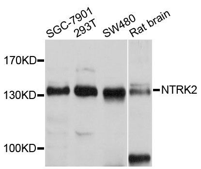 Western blot - NTRK2 antibody (144-02099)