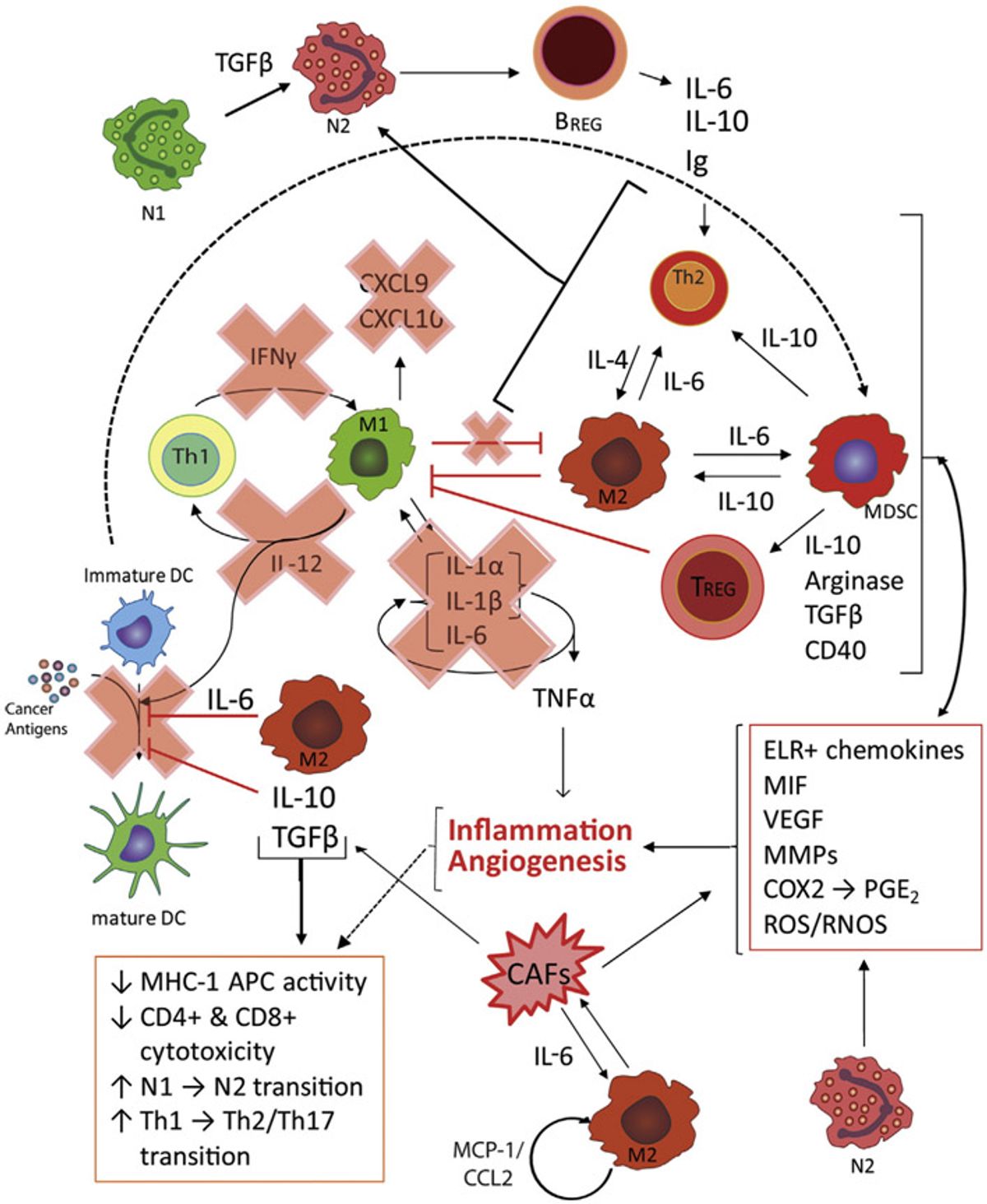 Cooperativity of Cancer-Promoting Immune Cells in the TME