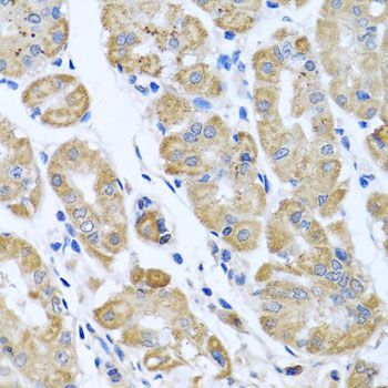 Immunohistochemistry - EIF2S3 antibody (144-06581)