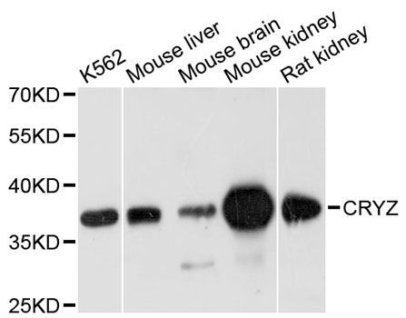 Western blot - CRYZ antibody (144-601077)