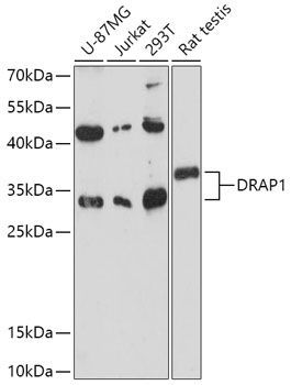 Western blot